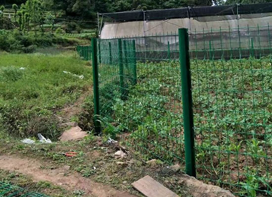重慶桃形柱蜜桃网站放大片